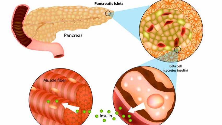 How can I improve my pancreas function