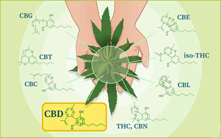 What Is CBD