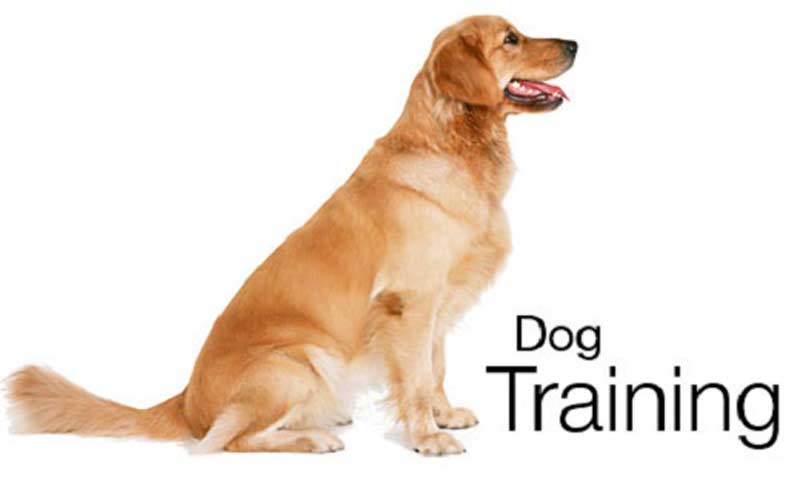What does Heel mean When Training a Dog