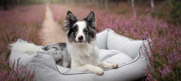 How to Clean a Non-Washable Dog Bed