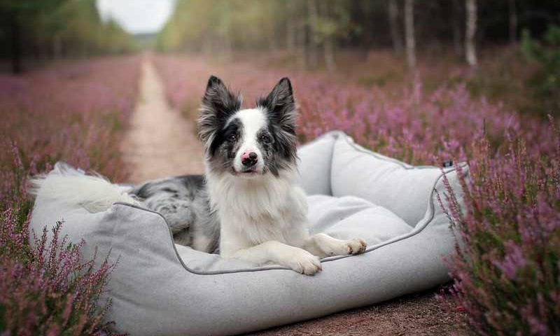 How to Clean a Non-Washable Dog Bed