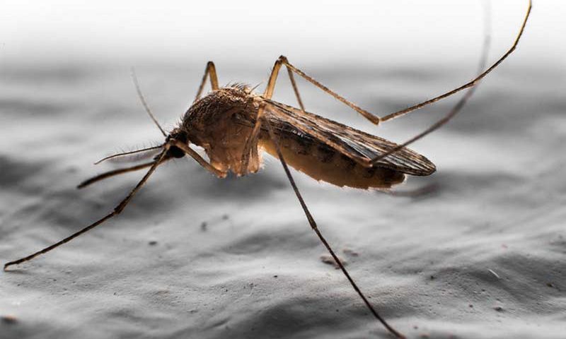 What does a Male Mosquito Look Like