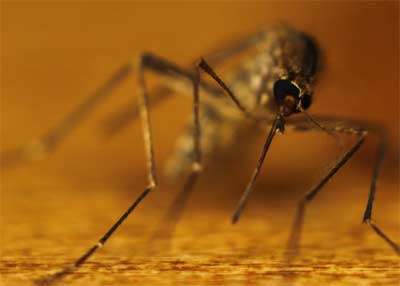 Why male mosquitoes avoid human blood