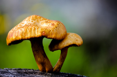 Can you grow magic mushrooms at home