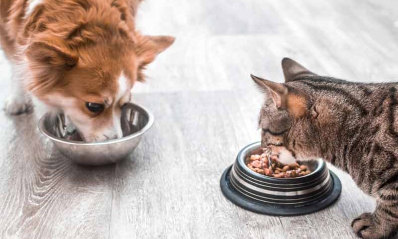 How Many Calories are in Pet Food