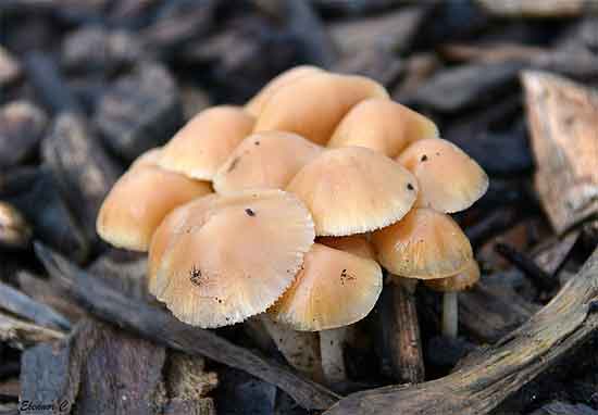 Where does magic mushroom grow