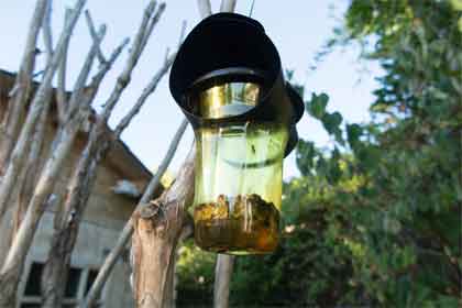 Using flies to test a bug zapper